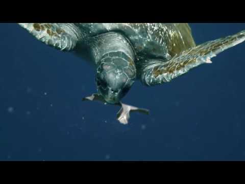 Saltwater Brewery: Edible Six Pack Rings