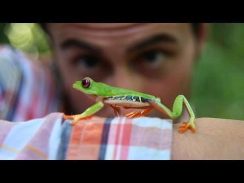 Rainforest Alliance: Follow the Frog