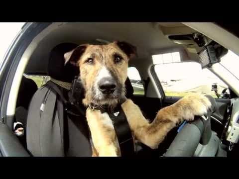 SPCA: Driving Dogs
