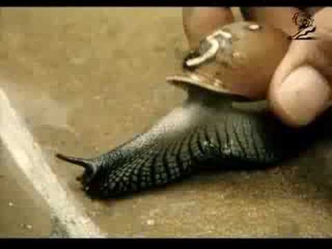 Guinness: Bet on Black