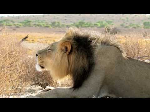Land Rover Genuine Parts: Lion