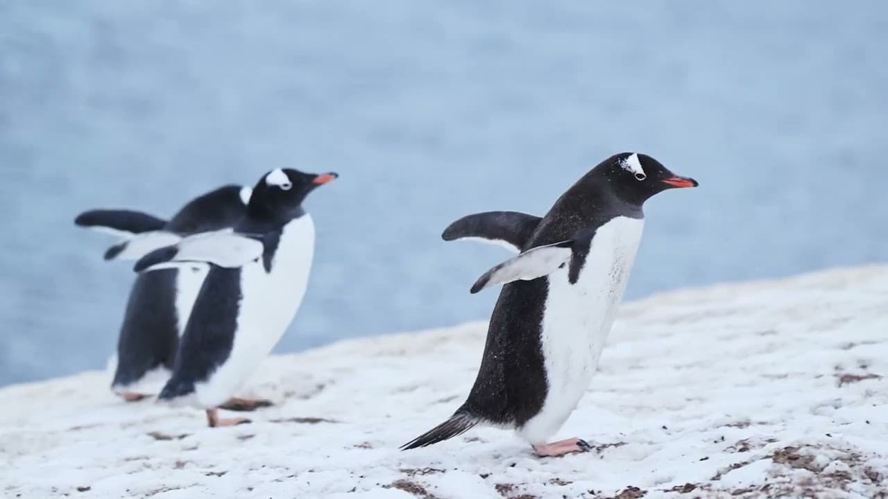 Penguins International: Protest March of the Penguins