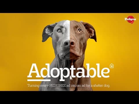 Pedigree - Adoptable