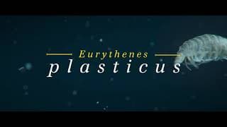 WWF: Eurythenes plasticus