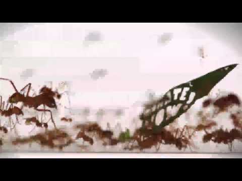 WWF: Ant Rally