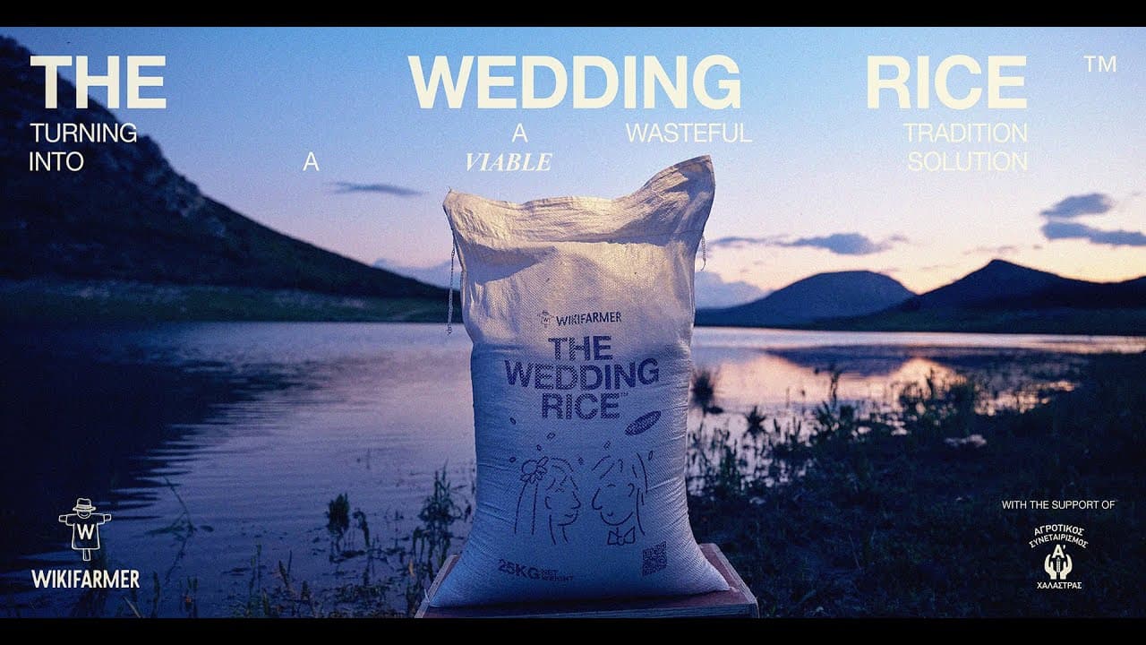 Wikifarmer: The Wedding Rice